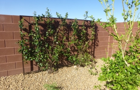 trees and vines climbing up wall